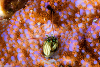 Paguritta vittata (Striped Coral Hermit Crab)
