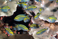 Acanthochromis polyacanthus (Spiny Chromis)