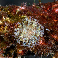 Boloceroides mcmurrichi (Swimming Anemone)