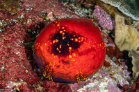 Pseudocolochirus violaceus (Violet Sea Apple)