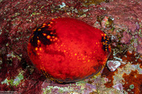 Pseudocolochirus violaceus (Violet Sea Apple)