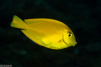 Acanthurus pyroferus (Mimic Surgeonfish)