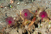 Oceanapia sagittaria (Pink Puffball Sponge)
