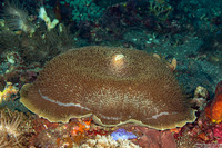 Amplexidiscus fenestrafer (Giant Cup Mushroom Coral)
