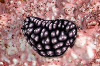 Phyllidiella pustulosa (Pustulose Phyllidia)