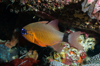 Ostorhinchus aureus (Ringtailed Cardinalfish)