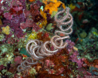 Cirrhipathes spiralis (Spiral Wire Coral)
