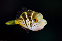 Paraluteres prionurus (Mimic Filefish)