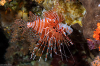 Pterois antennata (Spotfin Lionfish)