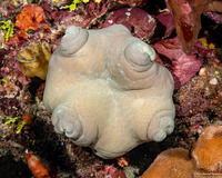 Sinularia flexibilis (Slimy Leather Coral)