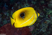 Chaetodon bennetti (Eclipse Butterflyfish)