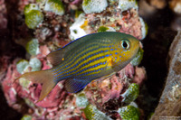 Pycnochromis lineatus (Lined Chromis)