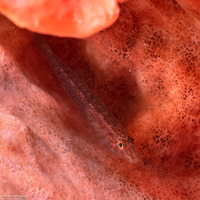 Pleurosicya labiata (Barrel Sponge Ghostgoby)