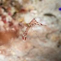 Urocaridella antonbruunii (Clear Cleaner Shrimp)