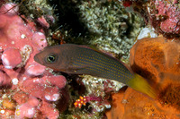 Pseudochromis marshallensis (Orange-Spotted Dottyback)
