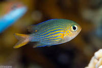 Pycnochromis lineatus (Lined Chromis)