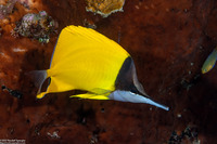 Forcipiger flavissimus (Common Longnose Butterflyfish)