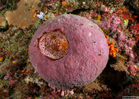 Rhabdastrella globostellata (Rhabdastrella Globostellata)
