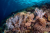 Heliopora coerulea (Blue Coral)