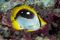 Chaetodon melannotus (Black-Backed Butterflyfish)