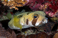 Diodon liturosus (Black-Blotched Porcupinefish)