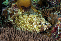 Siganus argenteus (Forktail Rabbitfish)