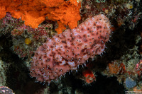 Stichopus noctivagus (Nocturnal Sea Cucumber)