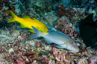 Parupeneus cyclostomus (Goldsaddle Goatfish)