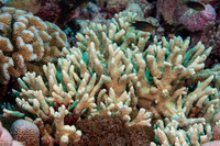 Porites nigrescens (Rough Finger Coral)