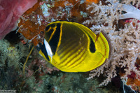 Chaetodon lunula (Raccoon Butterflyfish)