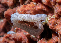 Synaptula lamperti (Lampert's Sea Cucumber)