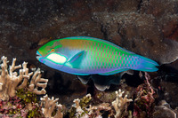 Chlorurus bleekeri (Bleeker's Parrotfish)
