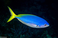 Caesio teres (Blue and Yellow Fusilier)