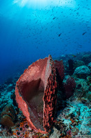 Xestospongia testudinaria (Barrel Sponge)