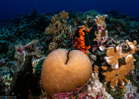 Porites solida (Solid Coral)