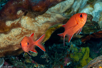 Myripristis vittata (Whitetip Soldierfish)