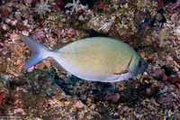 Siganus argenteus (Forktail Rabbitfish)