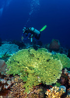Acropora hyacinthus (Hyacinth Table Coral)