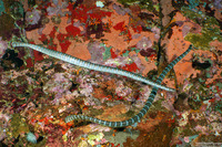 Laticauda semifasciata (Chinese Sea Snake)