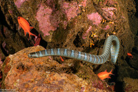 Laticauda semifasciata (Chinese Sea Snake)