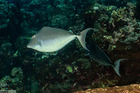 Naso brachycentron (Humpback Unicornfish)