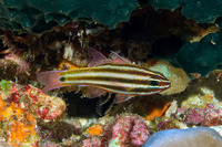 Ostorhinchus angustatus (Striped Cardinalfish)