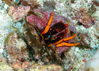 Calcinus gaimardii (Gaimard's Hermit Crab)