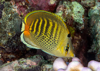 Chaetodon punctatofasciatus (Spot-Banded Butterflyfish)