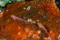 Helcogramma striata (Striped Triplefin)