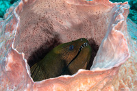 Gymnothorax javanicus (Giant Moray)