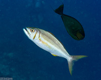 Aphareus furca (Smalltooth Jobfish)
