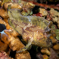 Taenianotus triacanthus (Leaf Scorpionfish)