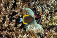 Ctenochaetus tominiensis (Tomini Bristletooth)