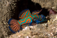 Synchiropus splendidus (Mandarinfish)